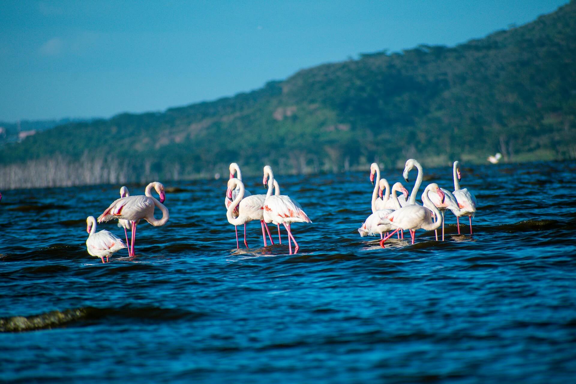 6 Days Masai Mara Lake Nakuru Naivasha Amboseli Tsavo Safari Experience
